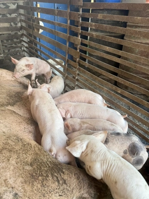 Purcei Malb x Pietrean , calitate top vaccinati si deparazitati. - imagine 2