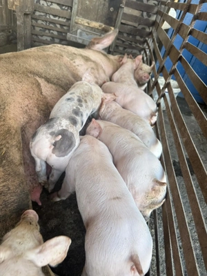 Purcei Malb x Pietrean , calitate top vaccinati si deparazitati. - imagine 4