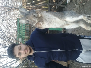 Două iepuroaice  - imagine 4