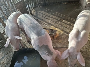 Vând grasuni cu greutate între 60 si 70 kg  - imagine 2 Vând grasuni cu greutate între 60 si 70 kg  - imagine 2