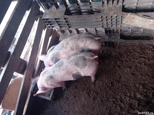 pietrain belgian pur  - imagine 2 pietrain belgian pur  - imagine 2