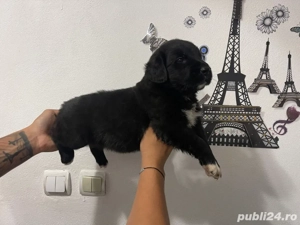 Pui Ciobanesc corb  - imagine 3