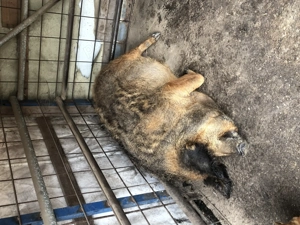 Scroafă mangalița de vînzare