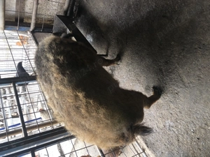 Scroafă mangalița de vînzare - imagine 4 Scroafă mangalița de vînzare - imagine 4