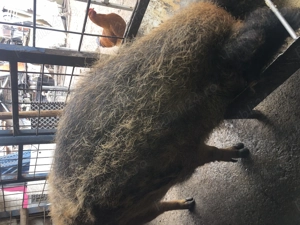 Scroafă mangalița de vînzare - imagine 3 Scroafă mangalița de vînzare - imagine 3