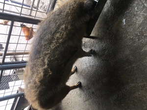 Scroafă mangalița de vînzare - imagine 2 Scroafă mangalița de vînzare - imagine 2