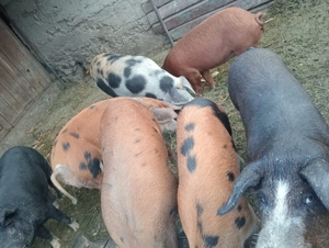 Vând porci de carne între 100 -150 kg preț 13 lei kg - imagine 2 Vând porci de carne între 100 -150 kg preț 13 lei kg - imagine 2