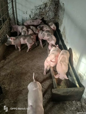 Porci de vanzare 