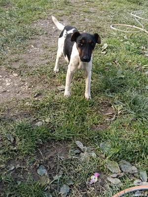 jack RusselTerrier femela - imagine 3 jack RusselTerrier femela - imagine 3