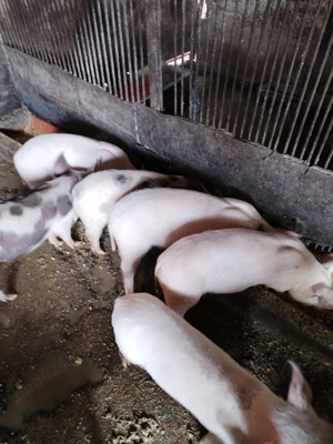 Purcei de vinzare - imagine 2 Purcei de vinzare - imagine 2