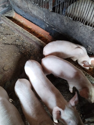 Purcei de vinzare - imagine 3 Purcei de vinzare - imagine 3