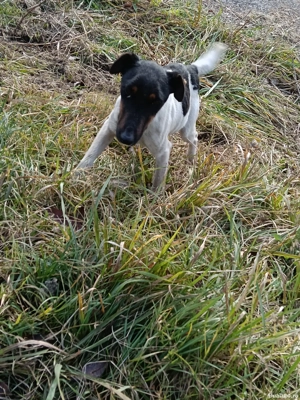 jack RusselTerrier femela - imagine 2 jack RusselTerrier femela - imagine 2