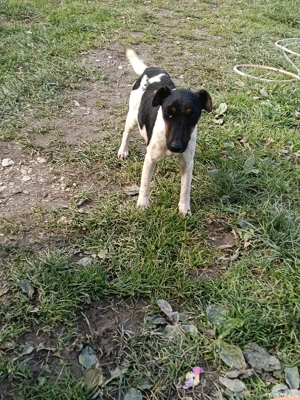 jack RusselTerrier femela - imagine 4 jack RusselTerrier femela - imagine 4