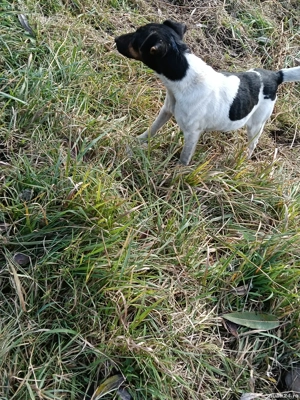 jack RusselTerrier femela - imagine 5 jack RusselTerrier femela - imagine 5