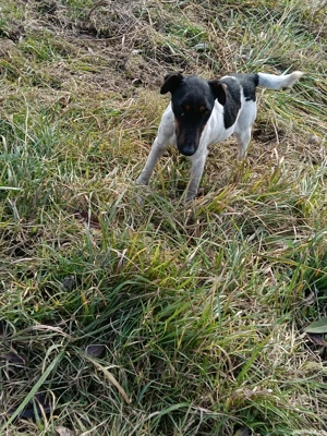 jack RusselTerrier femela