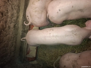 Porci pentru Crăciun  - imagine 2