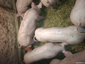 Porci pentru Crăciun 