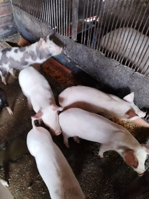 Purcei de vinzare - imagine 4 Purcei de vinzare - imagine 4