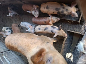 purcei de vânzare  - imagine 2