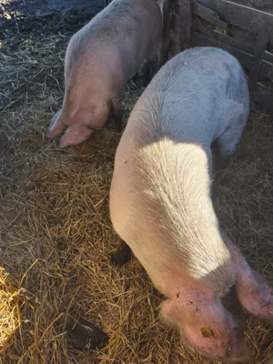 Porcii de vânzare  - imagine 2