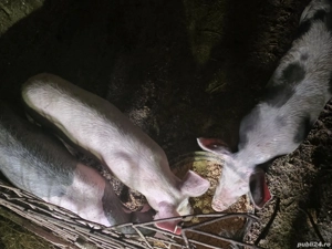 vind trei purcei - imagine 2 vind trei purcei - imagine 2