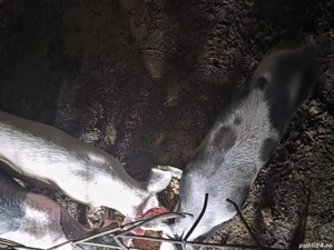 vind trei purcei - imagine 3 vind trei purcei - imagine 3