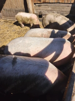 Porcii de vânzare  - imagine 3