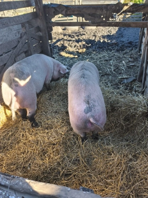 Porcii de vânzare  - imagine 4