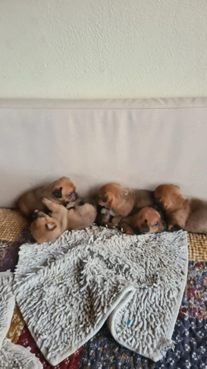 Pui catel soricar  - imagine 2