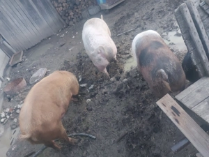 Doua bucăți disponibile , la alegere !  - imagine 2