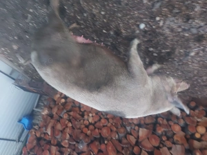 Doua bucăți disponibile , la alegere !  - imagine 3