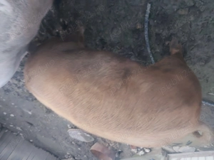 Doua bucăți disponibile , la alegere !