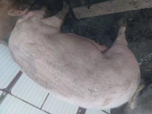 Doua bucăți disponibile , la alegere !  - imagine 4