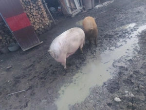 Doua bucăți disponibile , la alegere !  - imagine 5