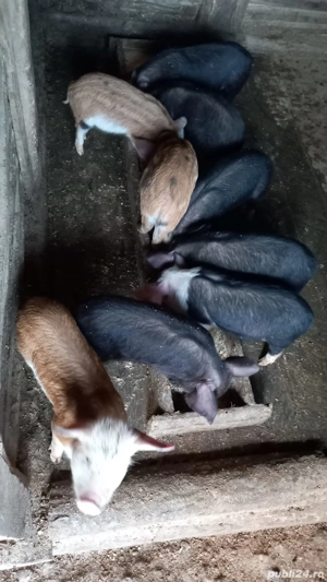 vand 15 purcei de 7 saptamani - imagine 3 vand 15 purcei de 7 saptamani - imagine 3