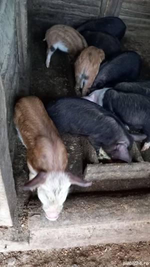 vand 15 purcei de 7 saptamani - imagine 2 vand 15 purcei de 7 saptamani - imagine 2