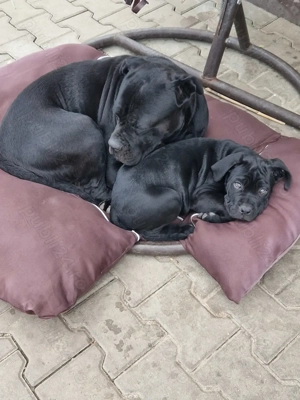 Pui Cane Carso 11 săptămâni  - imagine 4