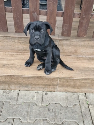 Pui Cane Carso 8 săptămâni