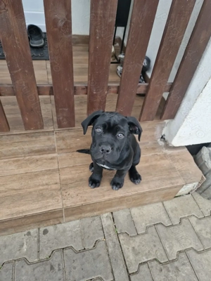 Pui Cane Carso 11 săptămâni  - imagine 3