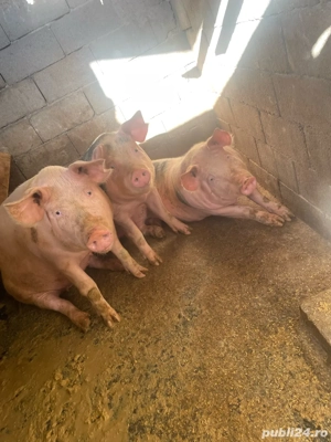 Vand porci pietreni - imagine 4