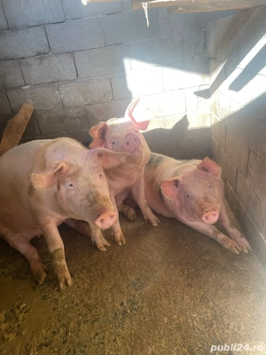 Vand porci pietrani 200+kg