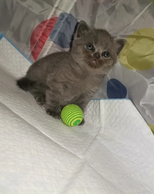 Puiuti british - imagine 3