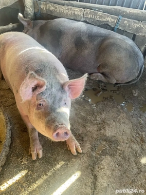 Vand porci pietreni - imagine 5