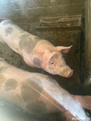 Vand porci pietreni - imagine 3