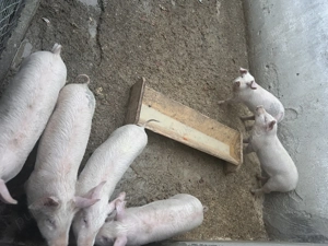 Vand purceii - imagine 5