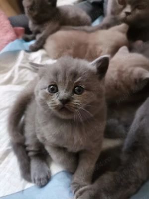 Puiuti british - imagine 4