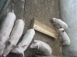 Vand purceii - imagine 4