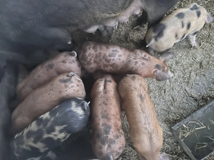 Vand purceii - imagine 3