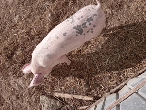 Vând porci 3luni - imagine 3