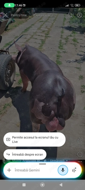 De vânzare vierusi3 luni